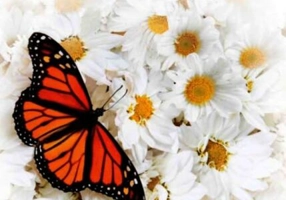 Vindecarea unei inimi îndoliate