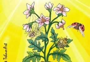 Gâze mici și muncitoare