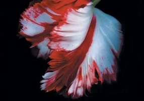 Lună nouă. Seria Amurg