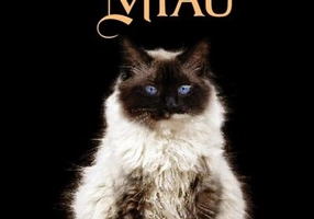 Pisica lui Dalai Lama și puterea lui Miau