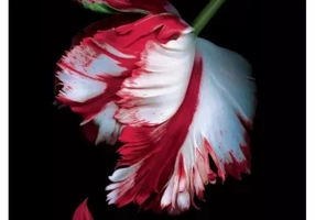 Luna noua. Amurg, Vol.2