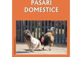 Pasari domestice - Daniela Dosa
