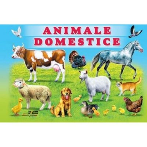 Animale domestice - Titus Stirbu