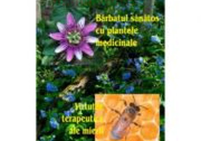 Barbatul sanatos cu plantele medicinale. Virtutile terapeutice ale mierii