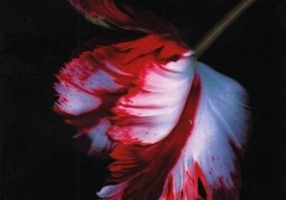 Lună nouă (partea II) Seria Amurg