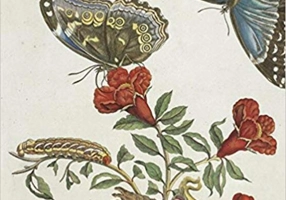 Maria Sibylla Merian