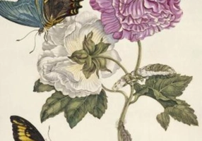 Maria Sibylla Merian