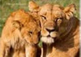 Baby Animals. Pocket Book